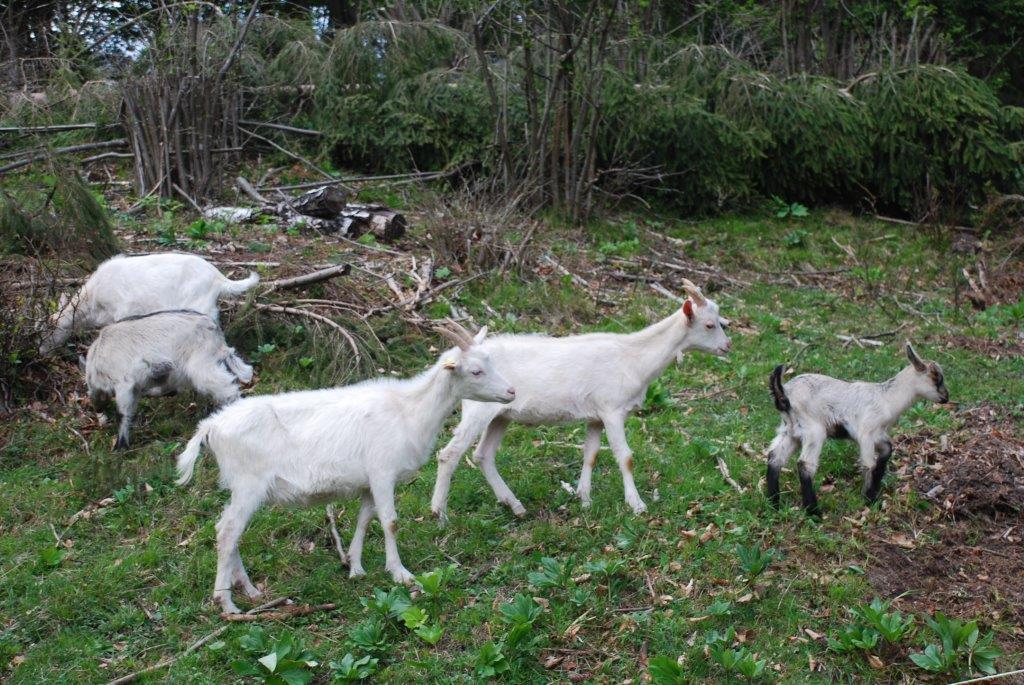 Farm Stay Dolinar Krainer Бохинийска Бела Стая снимка