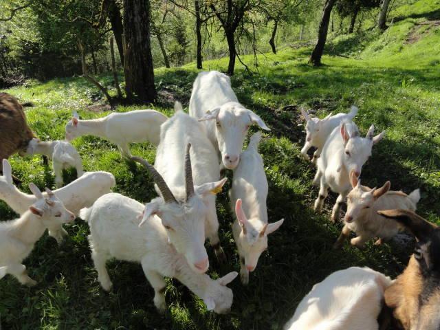 Farm Stay Dolinar Krainer Бохинийска Бела Екстериор снимка